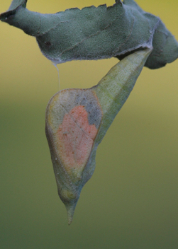 Sleepy Orange late chrysalis